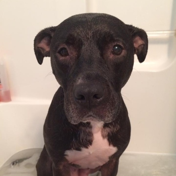 Meet your Posher, Tara - Picture 5 of 8